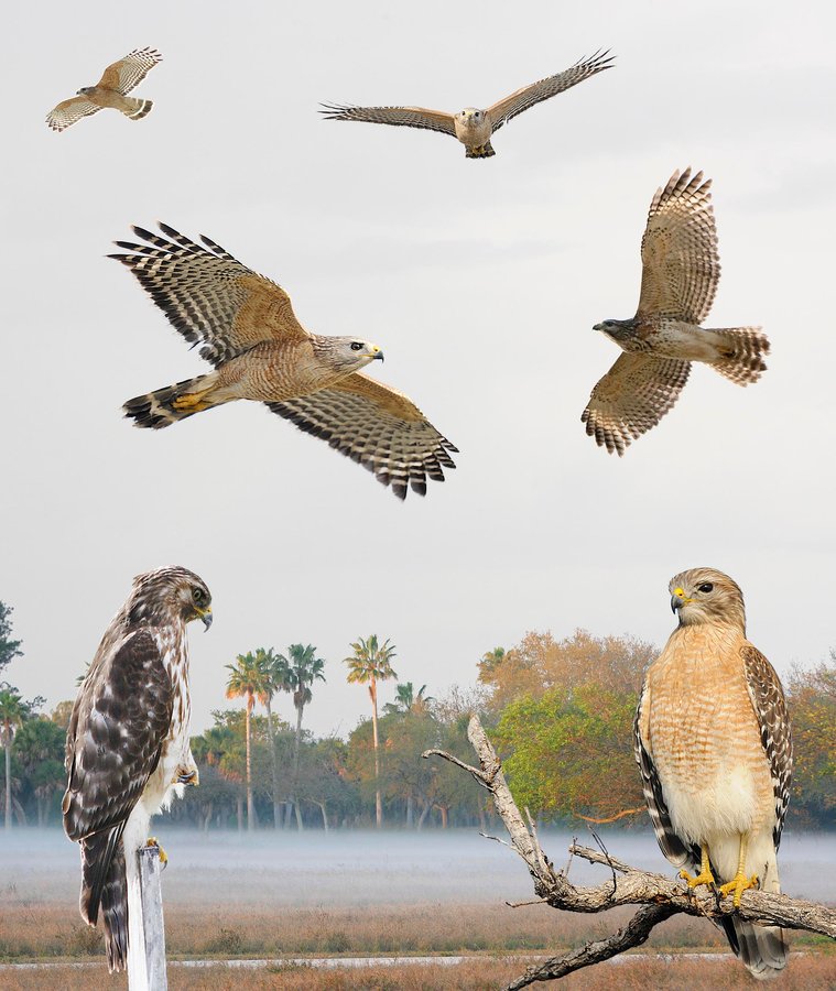 Red-shouldered Hawk 4